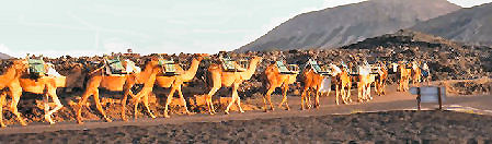 Lanzarote Tipps: Mit Kamelen zwischen dem Vulkangestein