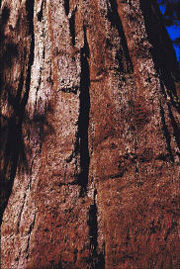 Yosemite Nationalpark: Mammutbaum