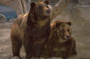 zwei Bären