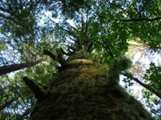 Redwood Nationalpark im Westen der USA